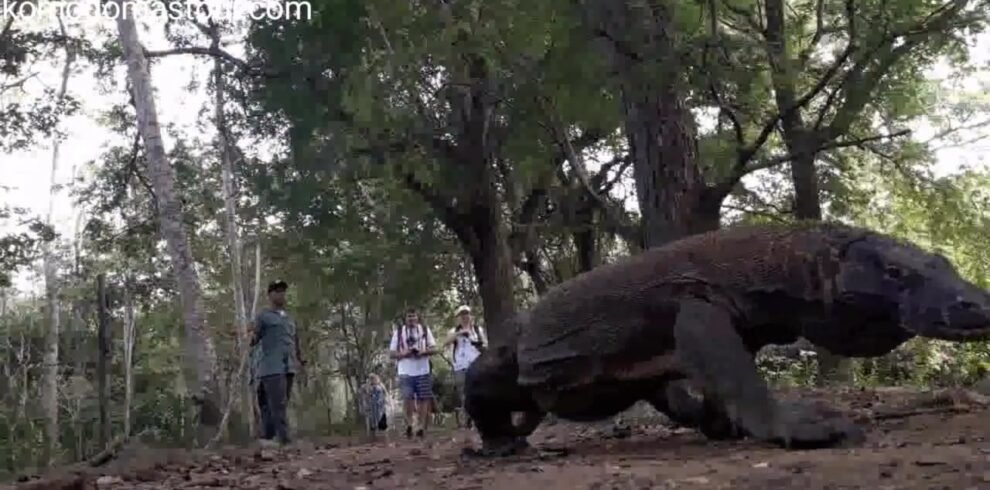 komodo dragon day trip
