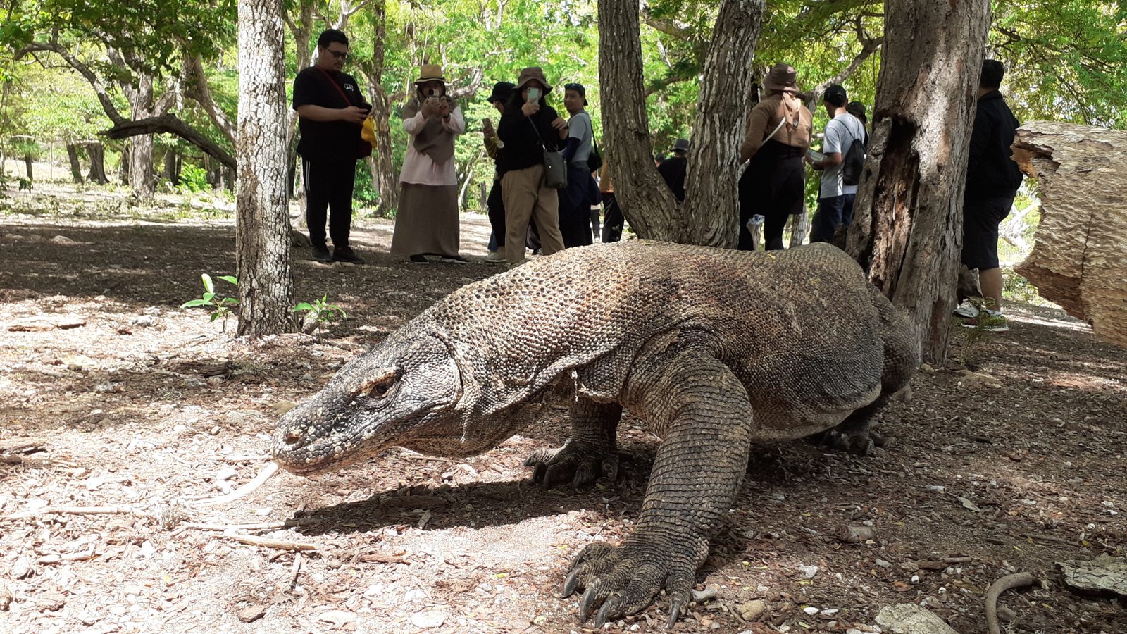 komodo dragon tour 3d2n